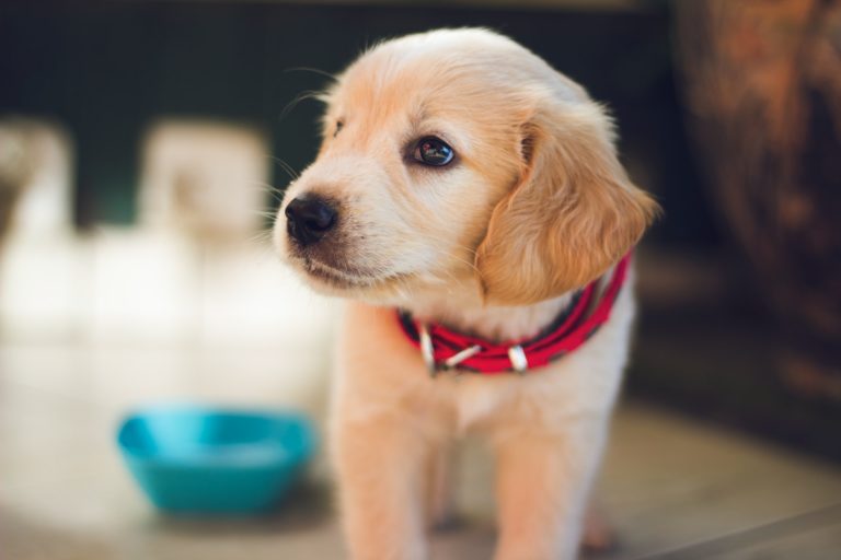 a small dog with a red collar